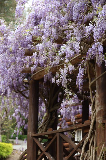 istock Gazebo adorned with beautiful Wisteria 1952167324