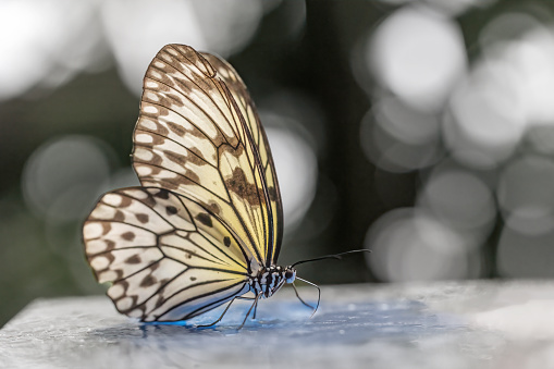 Beautiful rice paper butterfly is posing on the table. Horizontally.
