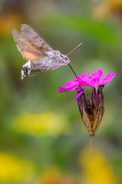 Hummingbird hawk-moth - Macroglossum stellatarum - sucks nectar with its proboscis from a blossom of Carthusian pink blossom - Dianthus carthusianorum