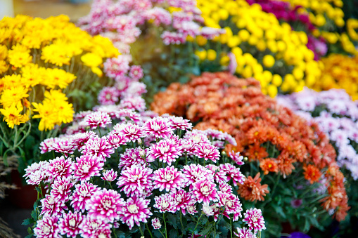 Variety of decorative flowers in the garden Close up