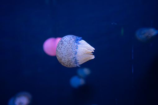 Colourful group of jellyfish on dark background in aquarium