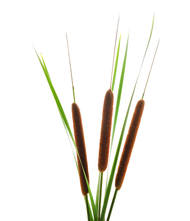 Reeds with bulrush isolated on a white background.