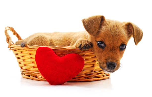 istock Little puppy in a basket. 1952182018