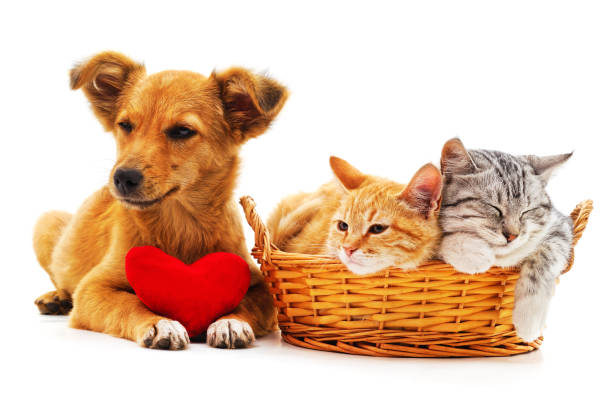istock Kittens in a basket and puppy. 1952182548