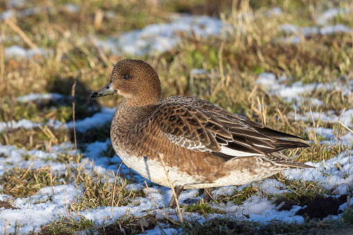 Female Eurasian wigeon or European wigeon (Mareca penelope) in polder Arkemheen in the Netherlands