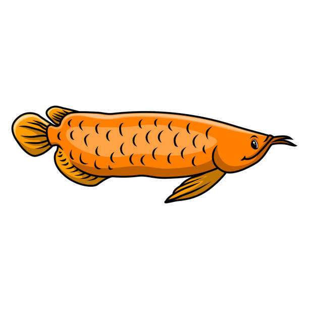 Funny cute arowana fish cartoon Vector illustration of Funny cute arowana fish cartoon gold arowana stock illustrations