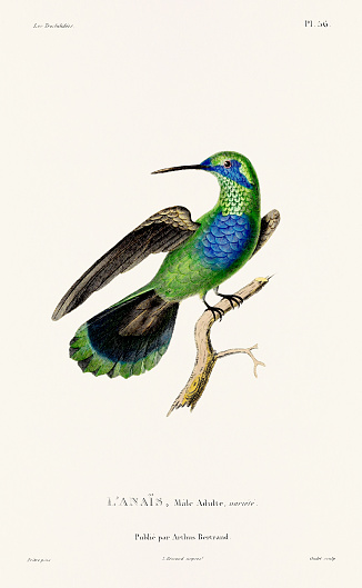 Vintage hummingbird print. 19th-Century French Hummingbird Illustration (Circa 1830)