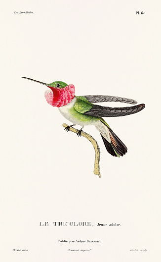 Vintage hummingbird print. 19th-Century French Hummingbird Illustration (Circa 1830)