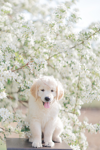 a puppy of a golden retriever in the flowers of an apple tree in the summer on a sunny day walks