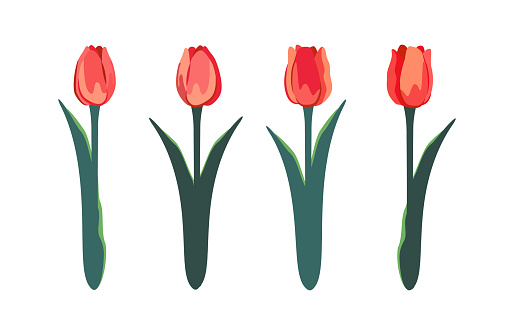 Simple vector illustration set of pink tulips