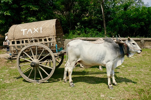 A traditional buffalo taxi in Myanmar, with a large, sturdy ox attached to a wooden cart that has a woven bamboo canopy labeled \