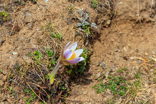Eastern pasqueflower (Pulsatilla patens), also known as prairie crocus, cutleaf anemone, rock lily