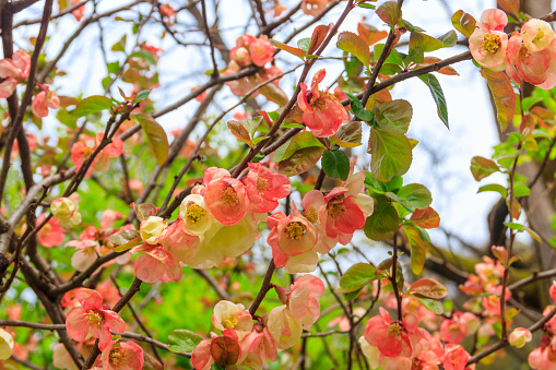 Chaenomeles speciosa, the flowering quince, Chinese quince or Japanese quince in bloom
