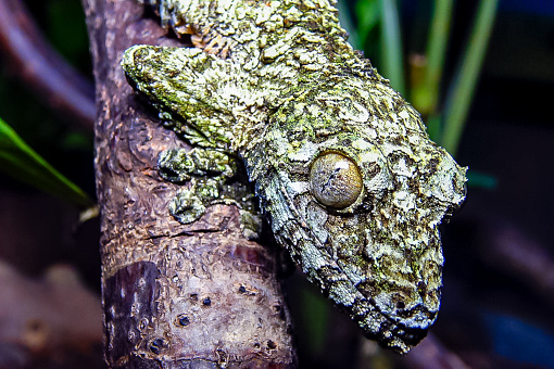 Mossy leaf-tailed gecko (Uroplatus sikorae), lizard with camouflage color on a tree branch