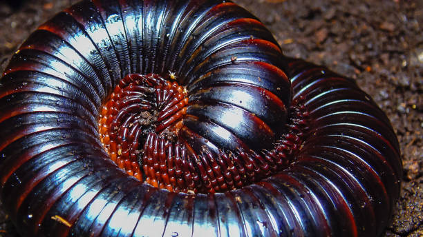 The giant African millipede (Archispirostreptus gigas), is one of the largest millipedes The giant African millipede (Archispirostreptus gigas), is one of the largest millipedes giant african millipede stock pictures, royalty-free photos & images