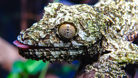 Mossy leaf-tailed gecko (Uroplatus sikorae), lizard with camouflage color on a tree branch