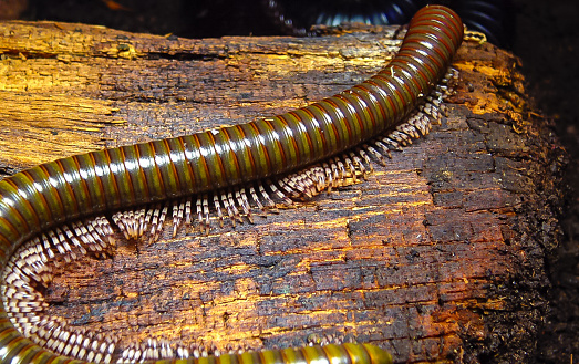 Captivating closeup of a millipede crawling on a wooden staircase in a forest. The insects intricate patterns and textures are showcased. Concept of nature and arthropod exploration.