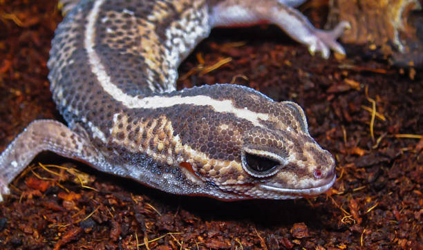 istock African Fat-tailed Gecko (Hemitheconyx caudicinctus), A gecko sits on a tree branch 1952223366