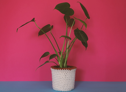 A homegrown houseplant in a knitted flowerpot
