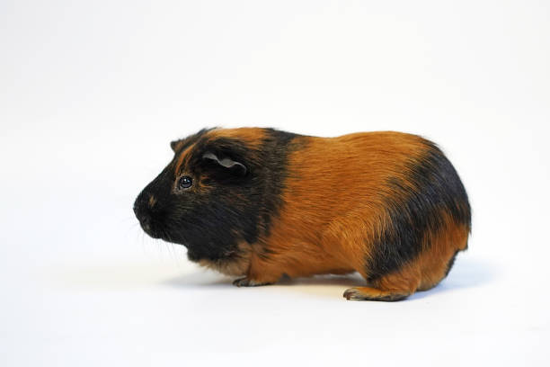 Curious guinea pig on white background, guinea pig eating leaf