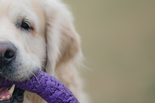 Happy golden retriever playing with a toy