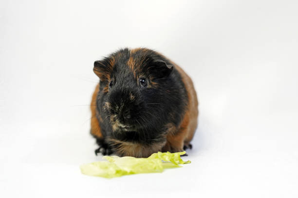 guinea pig eats a green salad