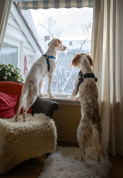 istock English Setters ready to go outside, Oslo Norway 1952243439