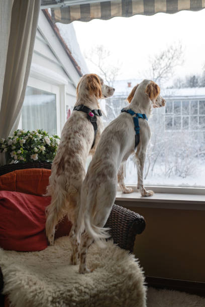 istock English Setters ready to go outside, Oslo Norway 1952253452