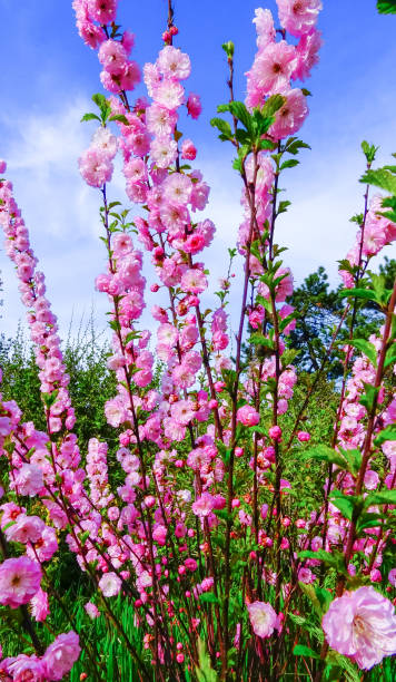 istock Sometimes called flowering plum or flowering almond (Prunus triloba) 1952259222