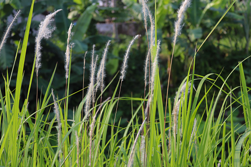 Alang-alang. Reeds. Imperata cylindrica, is a perennial rhizomatous grass native to east and southeast Asia.