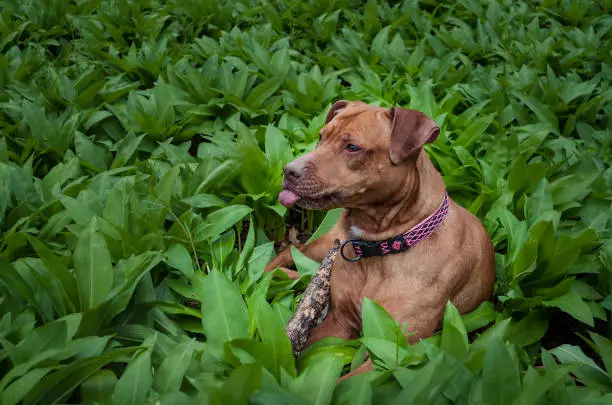 A friendly, loyal, and protective red-nose Pitbull lying in the grass. Full body portrait of the great family intelligent, active dog. Funny portrait of the dog.