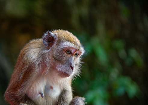 Monkey in thinking pose.