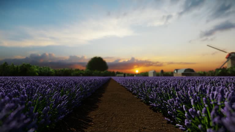 Little boy running on a lavender field at a dutch windmill farm at sunset