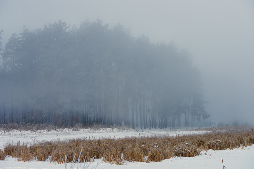 Frost-covered pine trees at the edge of the forest near the frozen shore of a lake on a frosty, foggy winter morning.