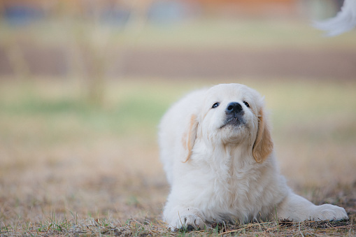 Happy golden retriever puppy sitting on the lawn in spring