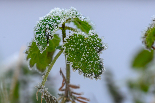A closeup shot of a green plant covered with a light layer of snow