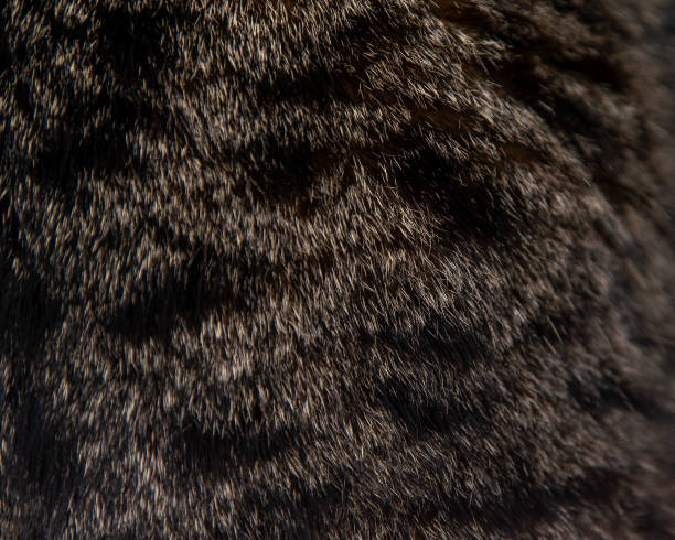 istock Fur of a gray spotted cat background 1952298950