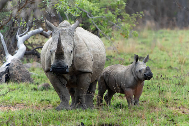 istock White rhinoceros in South Africa 1952306295