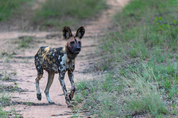 istock Wild dog in the Waterberg Area 1952309955