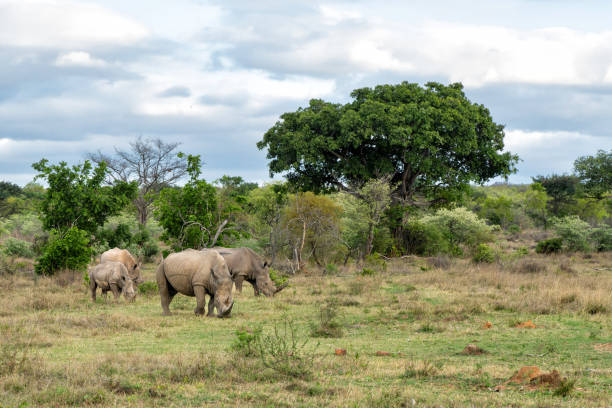 White rhinoceros, white rhino or square-lipped rhinoceros (Ceratotherium simum) on the plains of a game reserve in the Waterberg Area in South Africa
