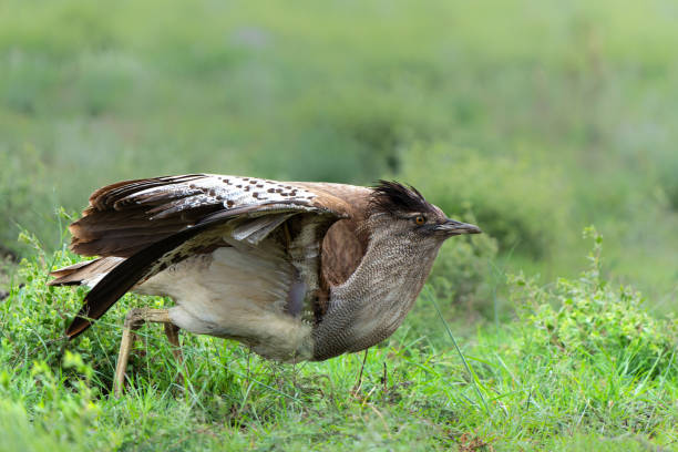 istock Kori Bustard in courtship 1952317515