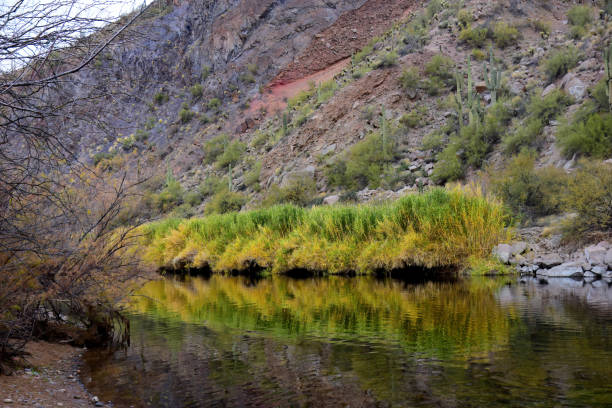 istock Salt River Recreation Area Arizona 1952322029