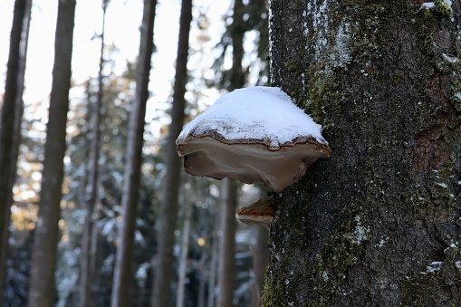 A snow-covered mushroom adorns a wintry tree