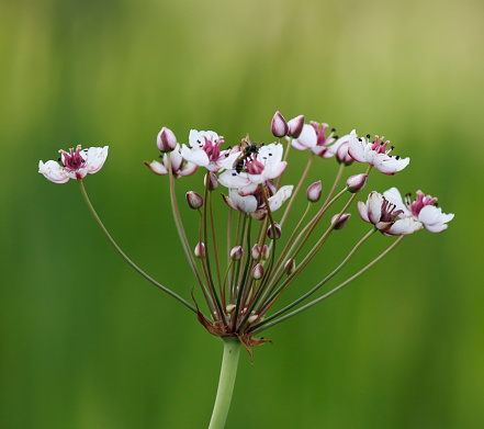 Rather stout, medium to tall, hairless perennial with short creeping rhizomes. Leaves basal, linear and rush-like, triangular below, sheathing at the base, somewhat twisted. Flowers pale to bright pink with darker pink veins, the umbel, overtopping the leaves; sepals 3, slightly shorter than the 3 petals; stamens 9, red. Fruit 6 red-purple, partly fused follicles, forming a small egg-shaped structure.\nFlowering Season: July-August.\nHabitat: Along shallow nutrient rich waters in the River District in the Netherlands. Further seldom occurring. The Species is protected.\nDistribution: Throughout Europe, except the far north.
