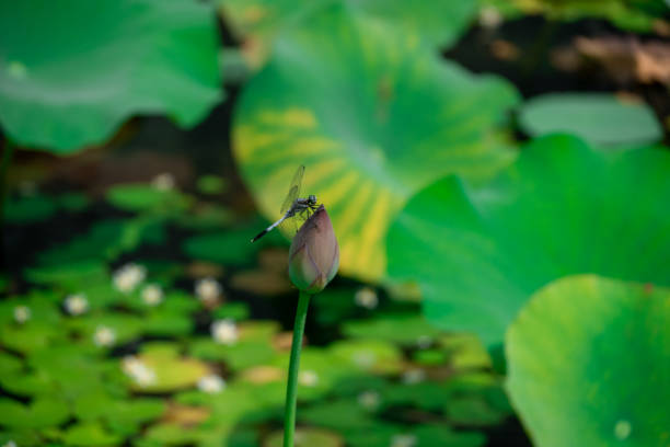 Picture of a dragonfly on a water lily with background of green
