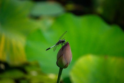 Picture of a dragonfly on a water lily with background of green