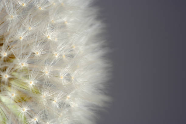 istock White Dandelion (Taraxacum Officinale) Flower with Copy Space 1952360995