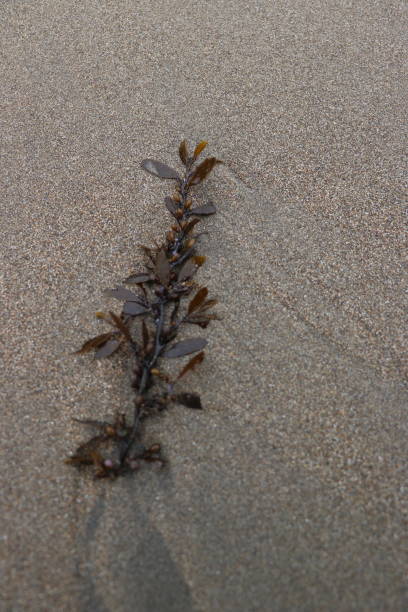 Washed up seaweed on the sand