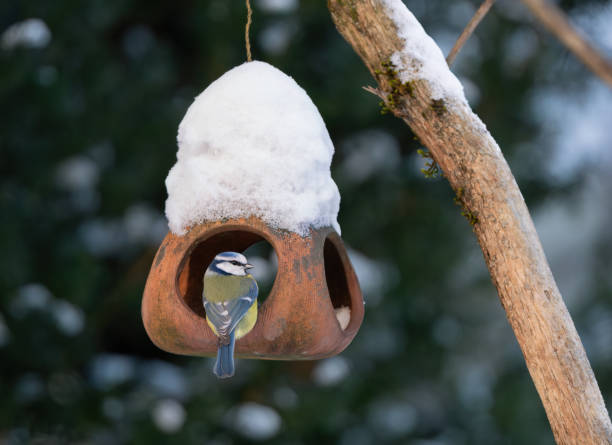 istock Blue tit feeding in the snow, Oslo Norway 1952374689