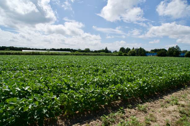 istock Scenery of a vegetable field in summer 1952376446